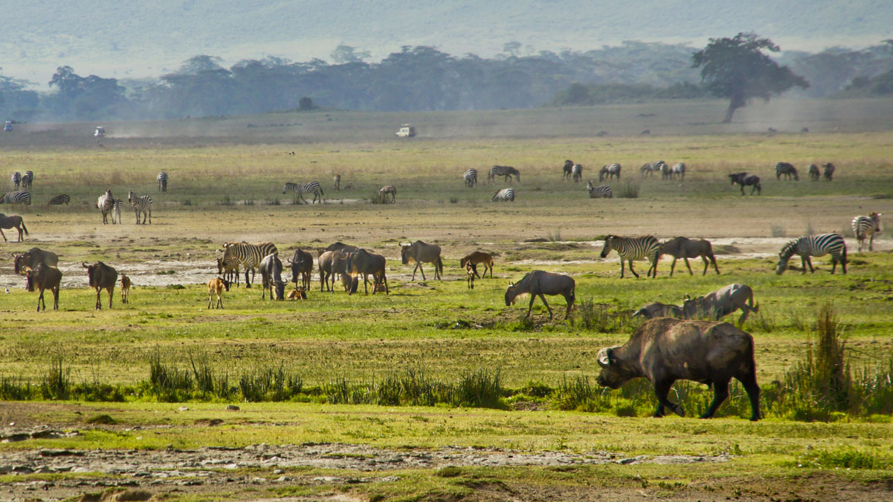 Serengeti Nationalpark
