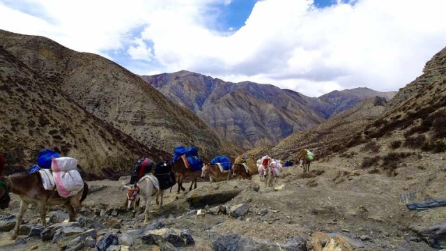 Jyanta-La-High-Camp-4850m