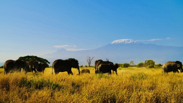 Safari-im-Amboseli-Nationalpark