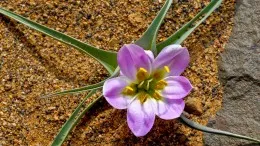 Blume beim Küstentrekking in Marokko. Marokko Wüstentrekking