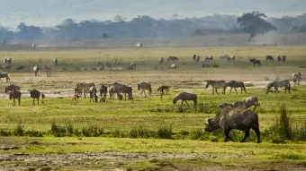 Safari Serengeti Great Migration