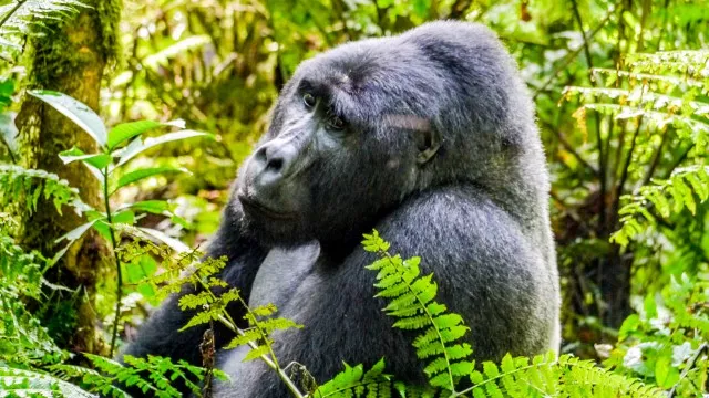 uganda-gorilla-trek