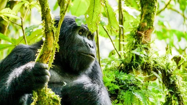 uganda-gorilla-trek