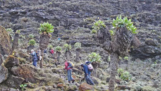 Kilimandscharo Trekking