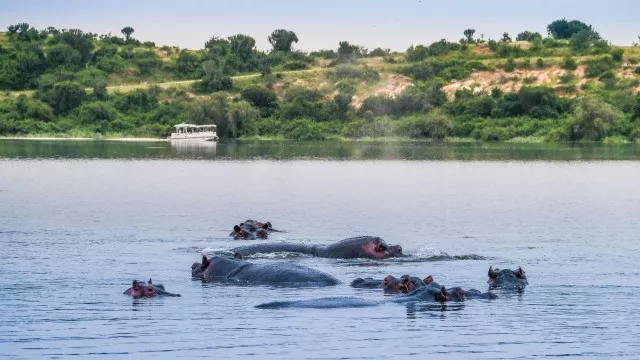 uganda-safari-gorilla