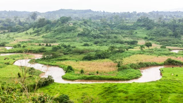 uganda-safari-gorilla