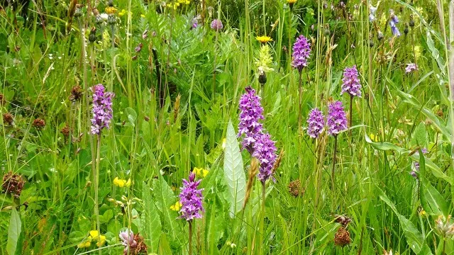Verwall Wanderung Knabenkraut Blumenwiese