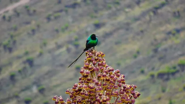 mount-kenya-besteigung